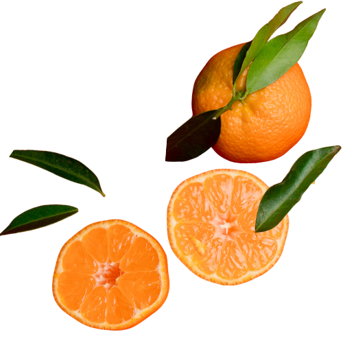 Bilet Powąchaj, Kongres dobrego Seksu Bilet Powąchaj, Kongres dobrego Seksu